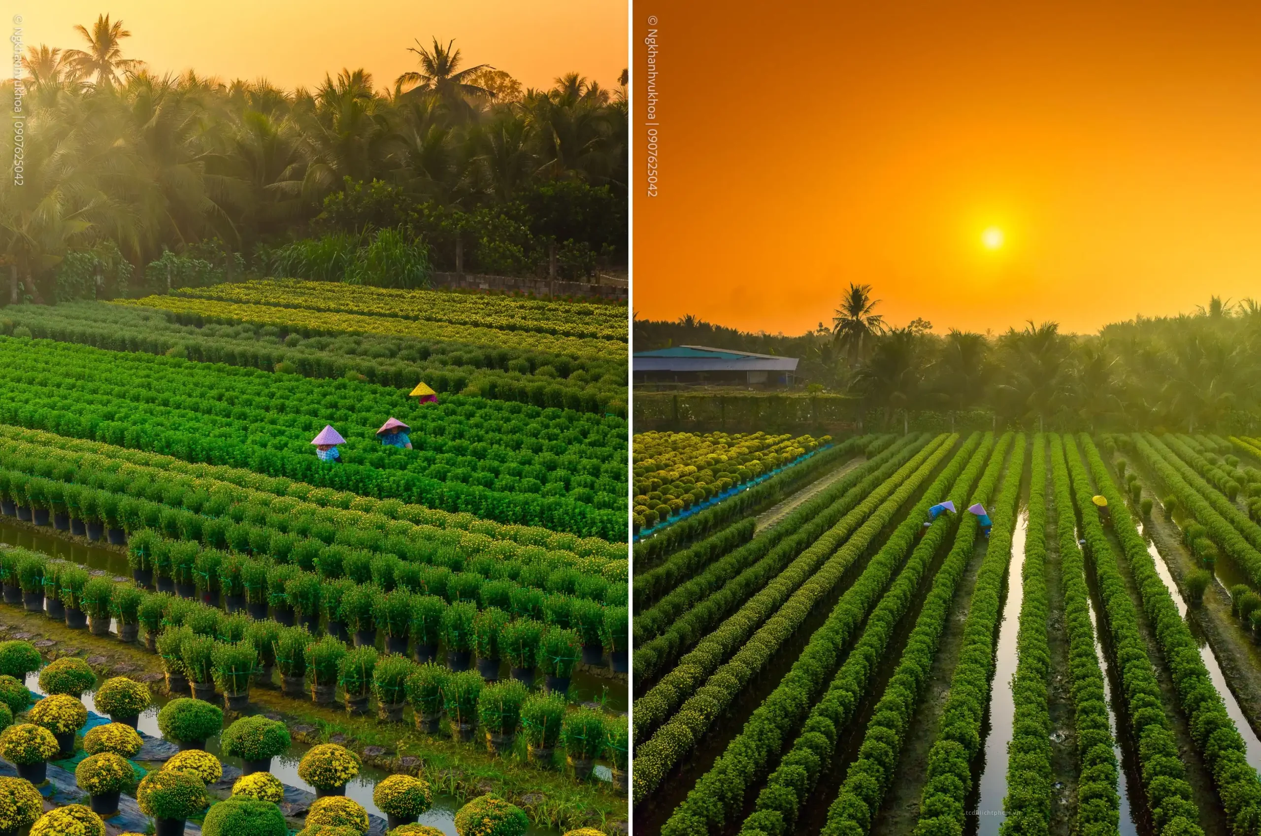 lang hoa my phong: suc song vuon choi sau mot mua hoa trac tro - 12