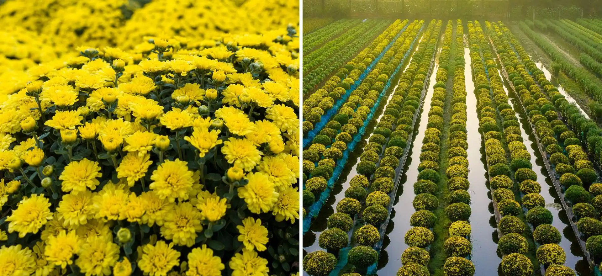 lang hoa my phong: suc song vuon choi sau mot mua hoa trac tro - 16