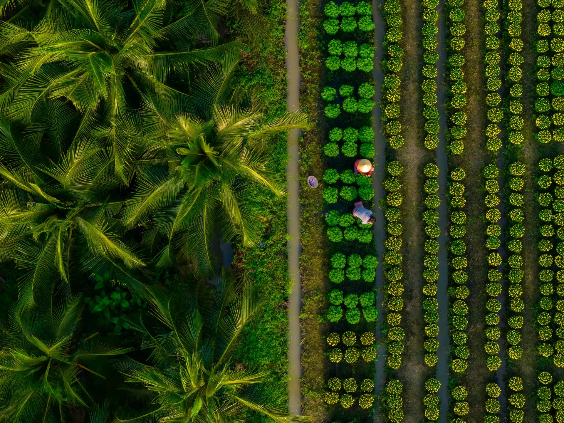 lang hoa my phong: suc song vuon choi sau mot mua hoa trac tro - 15