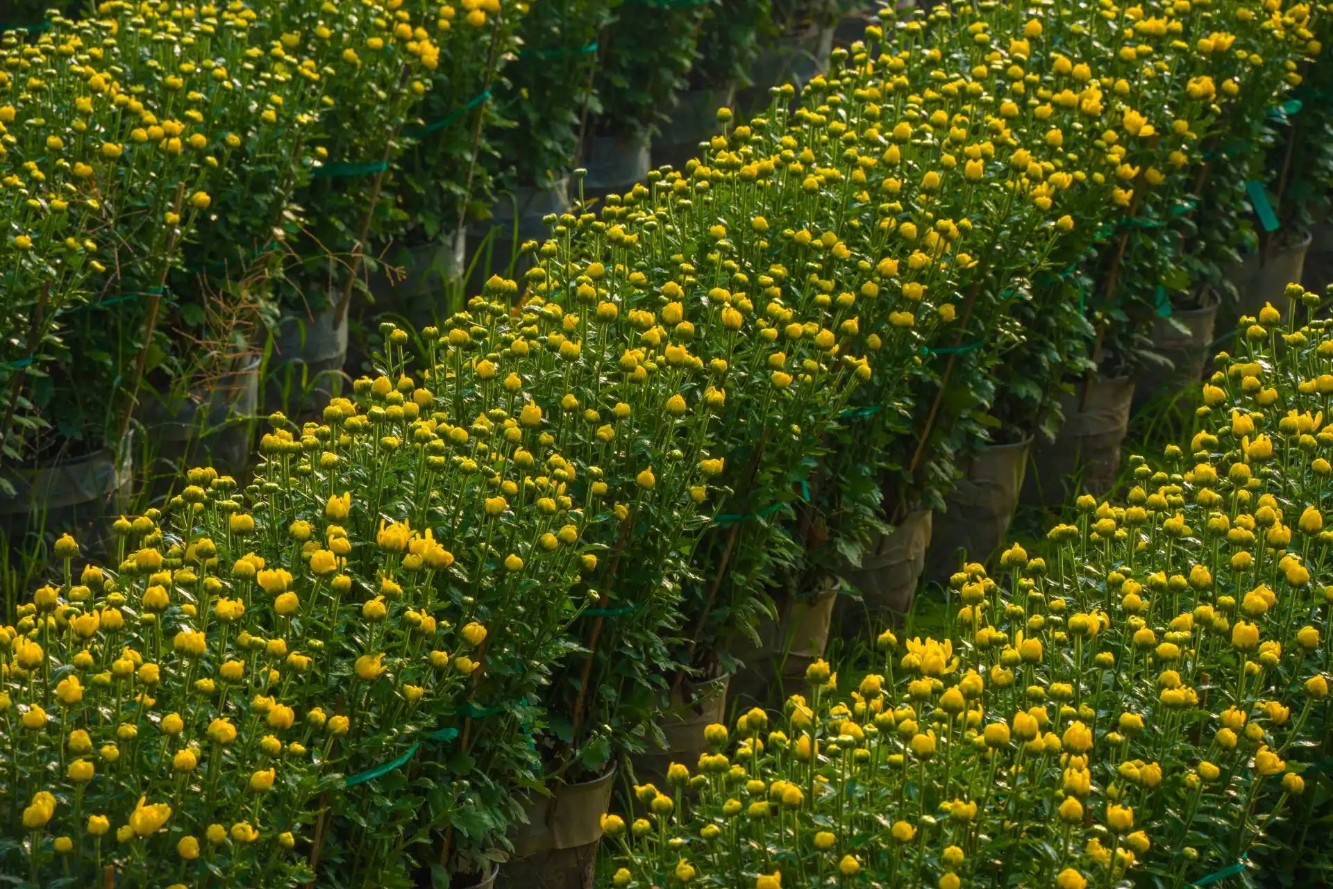 lang hoa my phong: suc song vuon choi sau mot mua hoa trac tro - 7