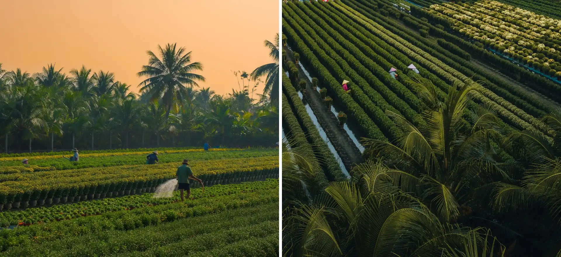 lang hoa my phong: suc song vuon choi sau mot mua hoa trac tro - 4