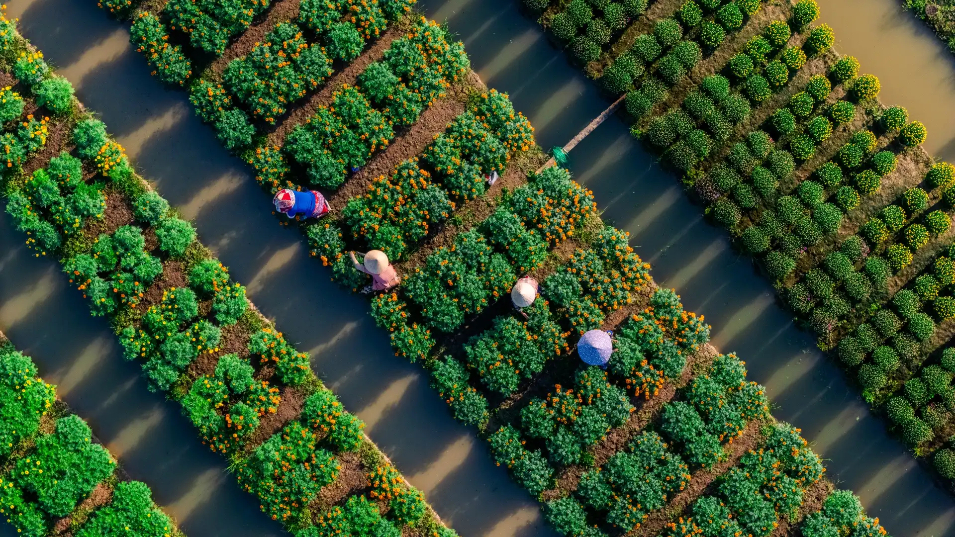 lang hoa my phong: suc song vuon choi sau mot mua hoa trac tro - 8