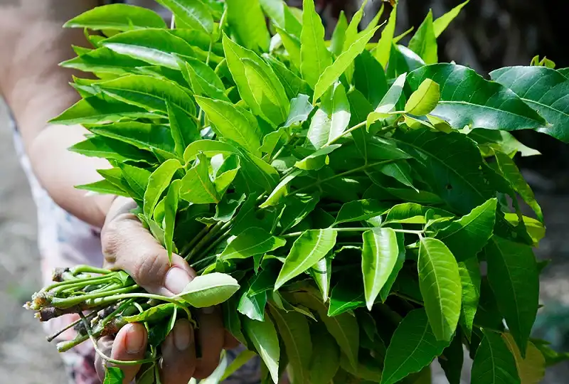 Tháng 10 đến tháng 2 âm lịch là thời điểm vàng thu hoạch lá sầu đâu